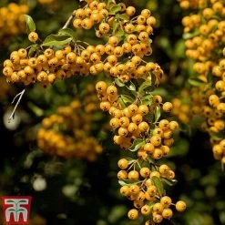 Pyracantha 'Soleil D'Or'