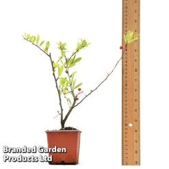 Pyracantha Coccinea 'Red Star' -plant PYRA REDSTA9CM T44909 A