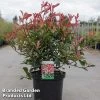Photinia X Fraseri 'Carré Rouge'