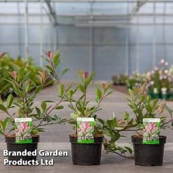 Photinia Fraseri 'Louise' -plant Photinia Louise KC5198 C