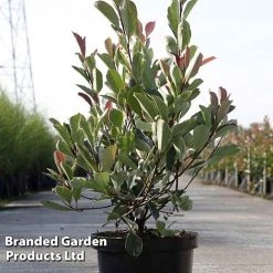 Photinia Fraseri 'Louise' -plant Photinia Louise KC5198 D