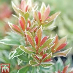 Pieris Collection -plant Pieris Little Heath TMAT1