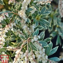 Pieris Collection -plant Pieris japonica Flaming Sil