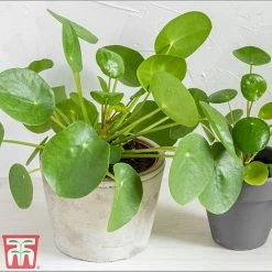 Chinese Money Plant 9 Chinese Money Plant -plant Pil