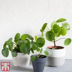 Chinese Money Plant 13 Chinese Money Plant -plant Pileo1