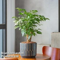 Radermachera Sinica Bonsai Form