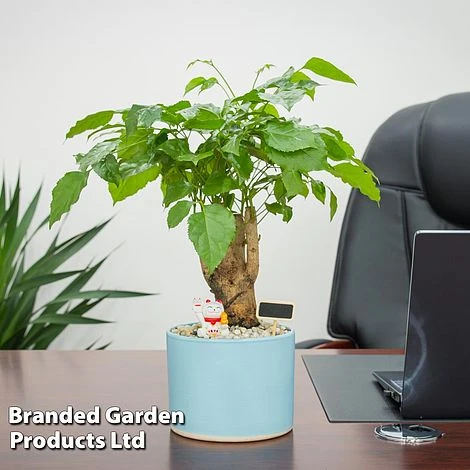 Radermachera Sinica Bonsai Form 2 Radermachera Sinica Bonsai Form - Image 2