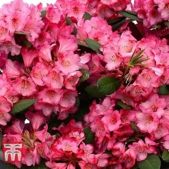 Rhododendron 'Wine And Roses' -plant RHOD 79756 C