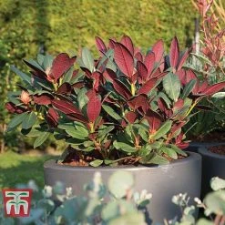 Rhododendron 'Wine And Roses' -plant RHOD 79756 D