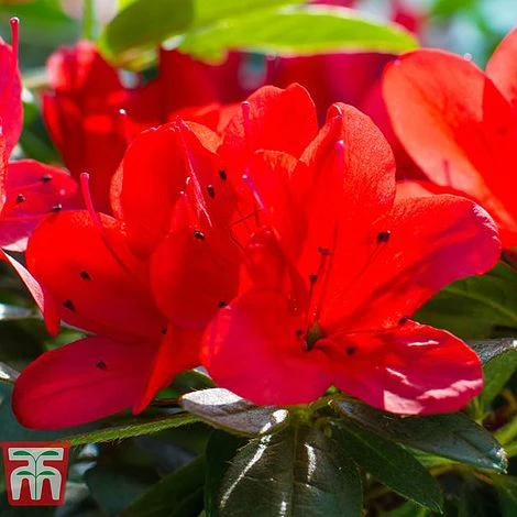 Rhododendron 'Ardeur' 1 Rhododendron 'Ardeur'