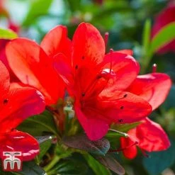 Rhododendron 'Ardeur' 6 Rhododendron 'Ardeur' -plant RHOD T66421 C