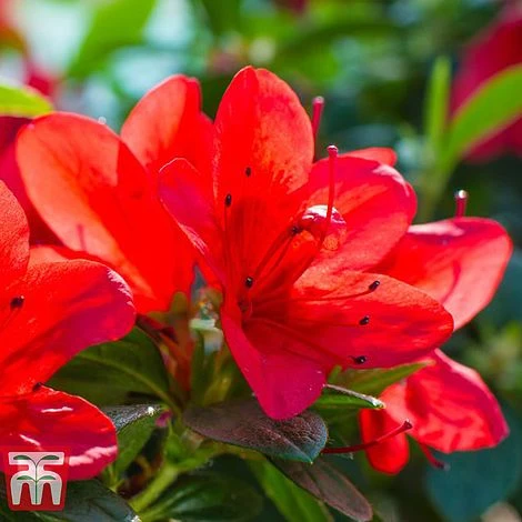 Rhododendron 'Ardeur' 3 Rhododendron 'Ardeur' - Image 3