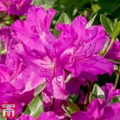 Rhododendron 'Blue Danube' 9 Rhododendron 'Blue Danube' -plant RHOD T66423 D