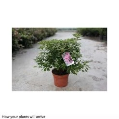 Rhododendron 'Madame AD. Van Hecke' (Azalea Group) -plant RHOD T66424 A h