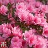 Rhododendron 'Madame AD. Van Hecke' (Azalea Group)