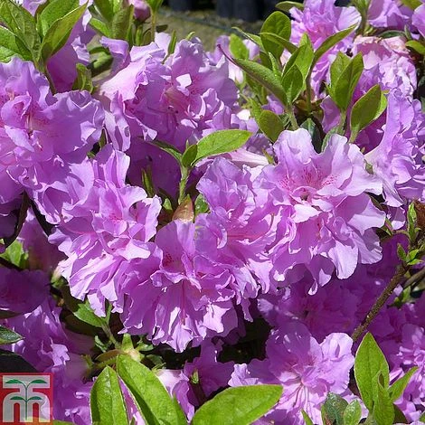 Rhododendron 'Elsie Lee' (Azalea Group) 1 Rhododendron 'Elsie Lee' (Azalea Group)