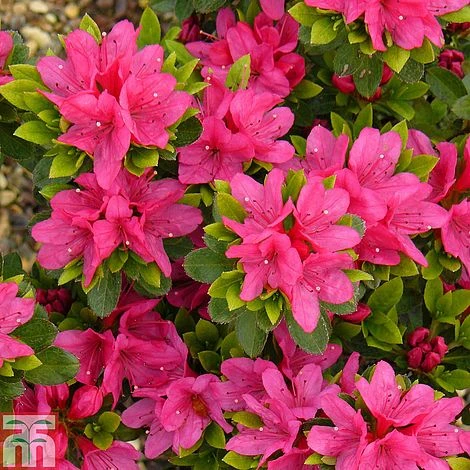 Rhododendron 'Geisha Pink' (Azalea Group) 1 Rhododendron 'Geisha Pink' (Azalea Group)