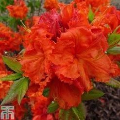 Rhododendron 'Gibraltar' (Azalea Group)