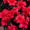 Rhododendron 'Maruschka' (Azalea Group)