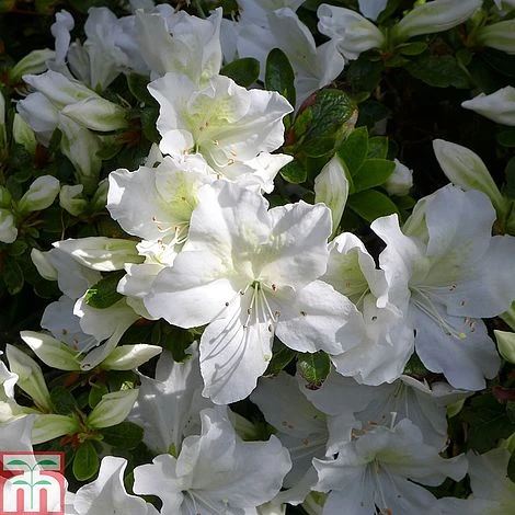 Rhododendron 'Mary Helen' (Azalea Group) 1 Rhododendron 'Mary Helen' (Azalea Group)