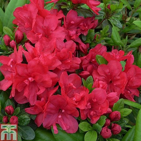 Rhododendron 'Mother's Day' (Azalea Group) 1 Rhododendron 'Mother's Day' (Azalea Group)