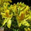 Rhododendron Luteum