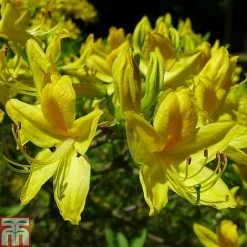 Rhododendron Luteum