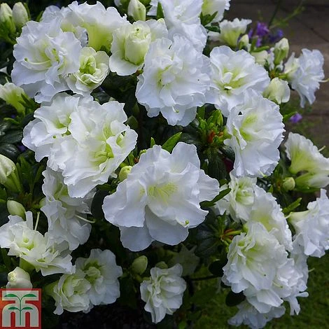 Rhododendron 'Snow Pearl' (Azalea Group) 1 Rhododendron 'Snow Pearl' (Azalea Group)