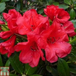 Rhododendron 'Elizabeth'