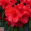 Rhododendron 'Elizabeth Red Foliage'