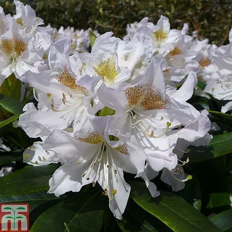 Rhododendron 'Cunningham's White' 1 Rhododendron 'Cunningham's White'