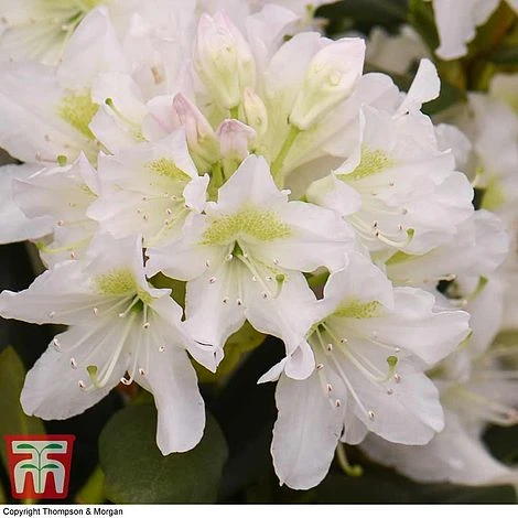 Rhododendron 'Cunningham's White' 2 Rhododendron 'Cunningham's White' - Image 2