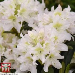 Rhododendron 'Cunningham's White' 7 Rhododendron 'Cunningham's White' -plant RHOD TKA1470 C