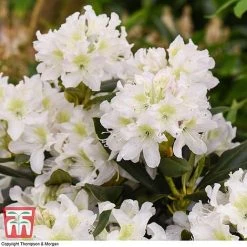 Rhododendron 'Cunningham's White' 9 Rhododendron 'Cunningham's White' -plant RHOD TKA1470 D