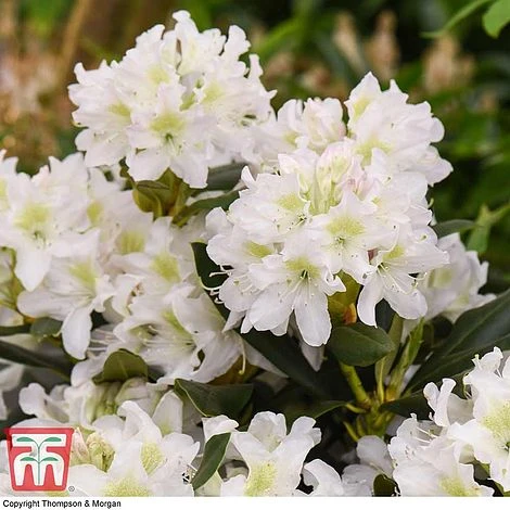 Rhododendron 'Cunningham's White' 5 Rhododendron 'Cunningham's White' - Image 5