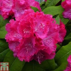 Rhododendron 'Germania' -plant RHOD TKA1472 A
