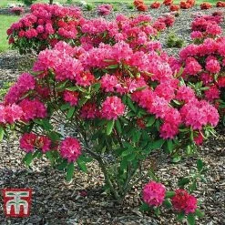 Rhododendron 'Nova Zembla' -plant RHOD TKA1482 C1