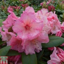 Rhododendron 'Virginia Richards'