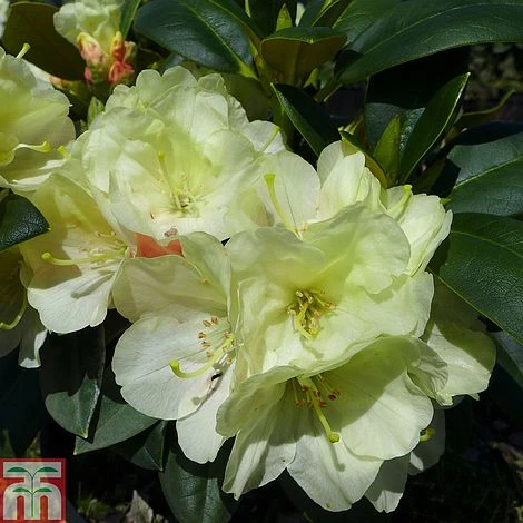 Rhododendron 'Lemon Dream' 1 Rhododendron 'Lemon Dream'