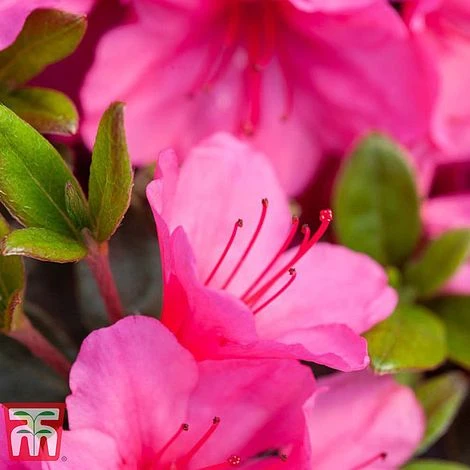 Rhododendron 'Connie' 1 Rhododendron 'Connie'