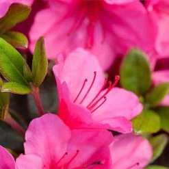 Rhododendron 'Connie' 6 Rhododendron 'Connie' -plant RHOD TKA3418 NOW1