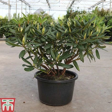 Rhododendron 'Tortoiseshell Orange' 1 Rhododendron 'Tortoiseshell Orange'