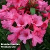 Rhododendron Dwarf Light Pink