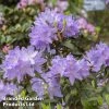 Rhododendron 'Praecox'