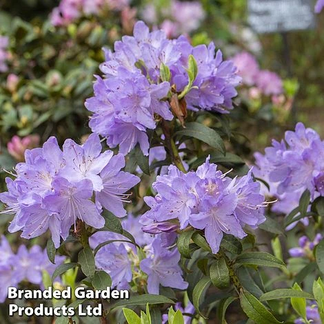 Rhododendron 'Praecox' 1 Rhododendron 'Praecox'