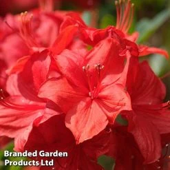 Rhododendron 'Toreador' (Azalea Group)