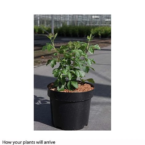 Rhus Aromatica 'Gro-Low' 2 Rhus Aromatica 'Gro-Low' - Image 2