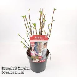 Ribes Sanguineum 'Amour' -plant RIBE AMOUR19CM S52482