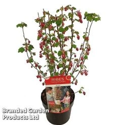 Ribes Sanguineum 'Amour' -plant RIBE AMOUR19CM S52483