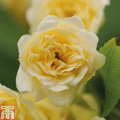 Rose Banksiae 'Lutea' (Rambling Rose) -plant ROSA T68461 B